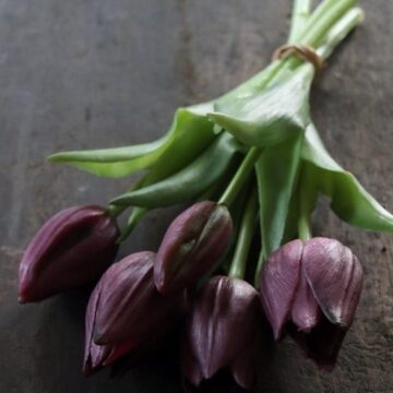 Kunsttulpen
